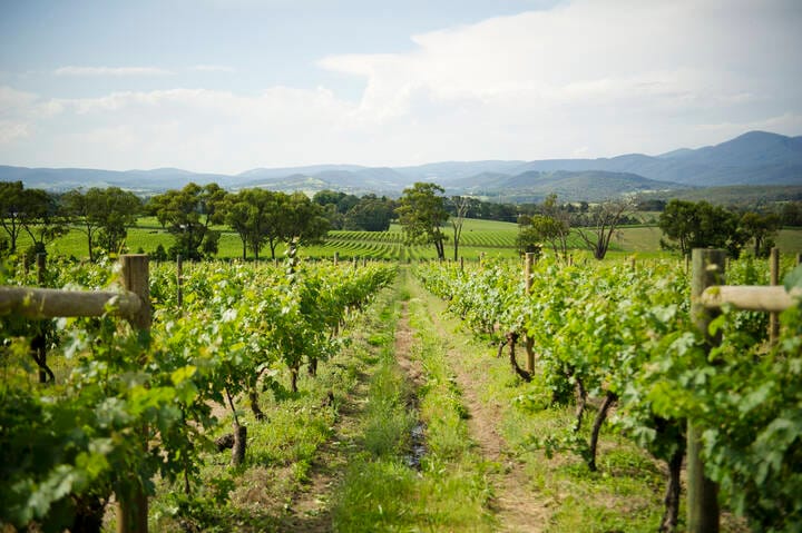 Rows of grape vines at a winery in the Yarra Valley, Victoria, Australia