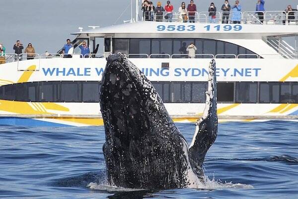 Whale Watching Sydney
