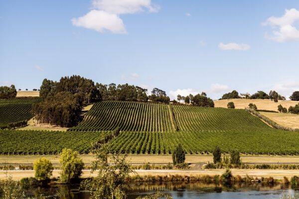 A picturesque view of a Vineyard in Tasmania's Tamar Valley, featuring lush green vineyards stretching across rolling hills under a clear blue sky.