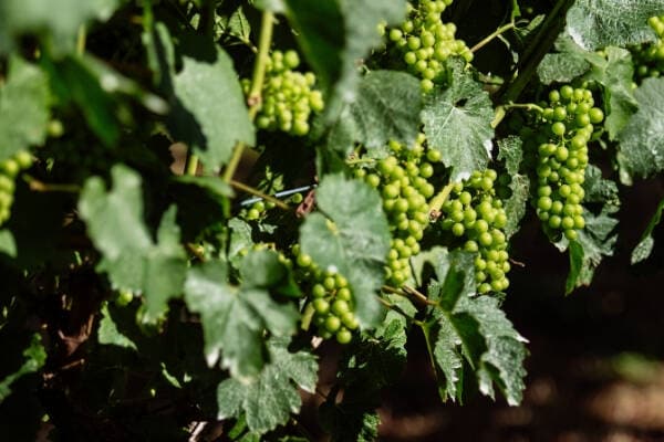 A close-up shot of ripe green grapes hanging from the vine in Tasmania's Tamar Valley, showcasing their vibrant colour and plump texture.